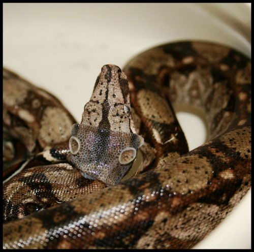 Boa constrictor imperator- Mexiko