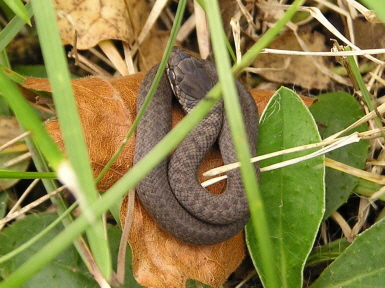 Glattnatter