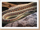 Thamnophis sirtalis parietalis