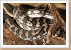 Morelia spilota variegata