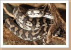 Morelia spilota variegata