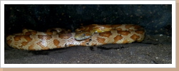 Fundtier 2019- Pantherophis spec.