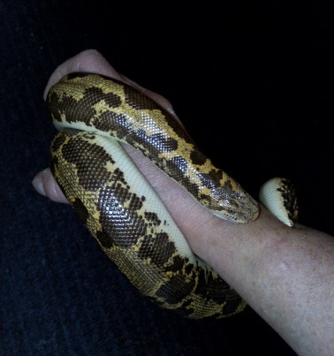 Adulte Sandboa